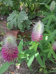 Trifolium rubens
