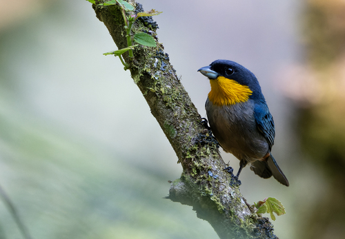 Yellow-throated Tanager (Iridosornis analis), photo 4