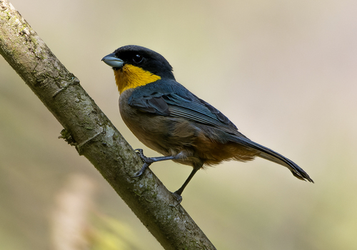 Yellow-throated Tanager (Iridosornis analis), photo 10