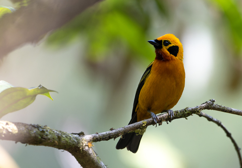 Golden Tanager (Tangara arthus), photo 6