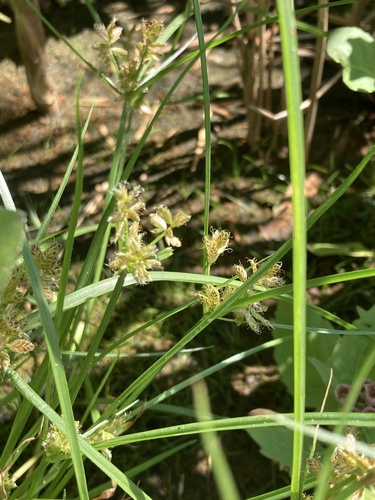 Image of Cyperus diandrus by (c) er-birds, some rights reserved (CC BY)