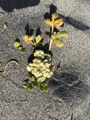 Glehnia littoralis leiocarpa