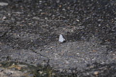 Celastrina lavendularis himilcon