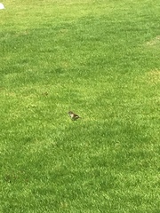 Passer montanus
