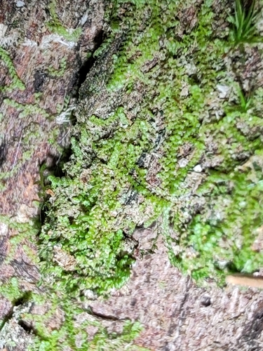 Pointed Pouncewort (Harpalejeunea molleri)