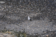 Celastrina lavendularis himilcon