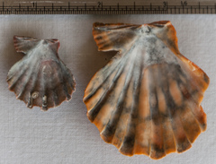 Nodipecten fragosus