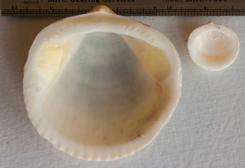 American Bittersweet Clam