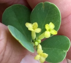 Wikstroemia uva-ursi