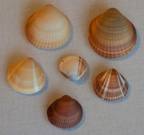 Spectral Bittersweet Clam