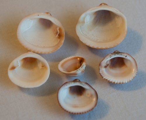 Spectral Bittersweet Clam