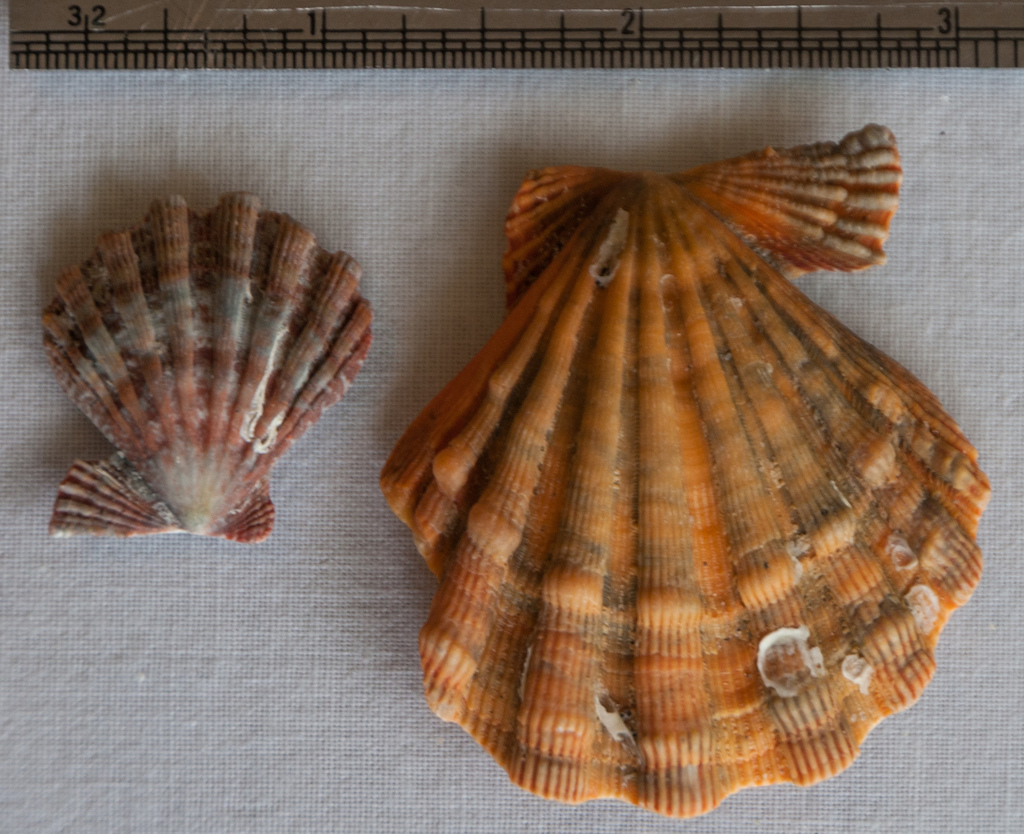 Nodipecten