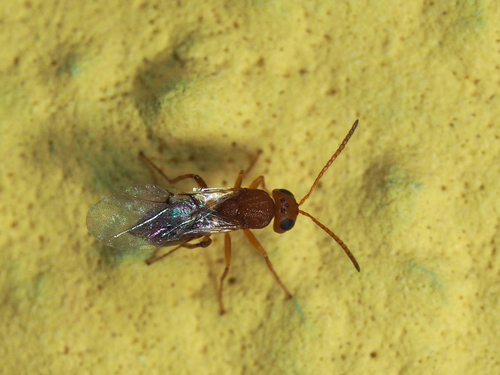 Callirhytis rufescens