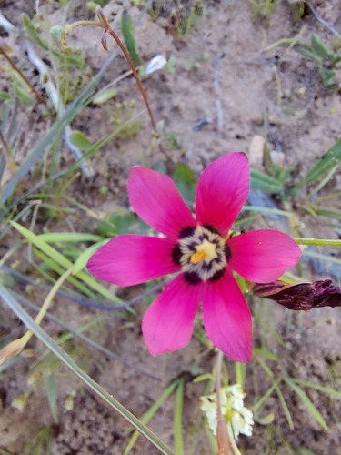 Romulea pudica