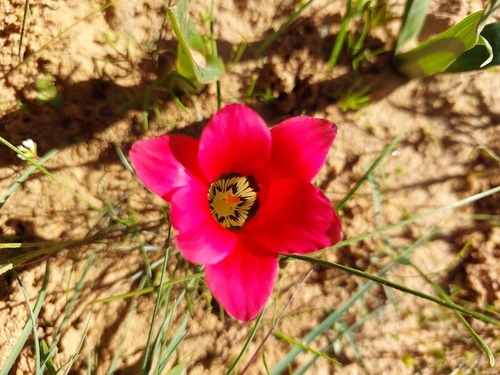 Romulea pudica