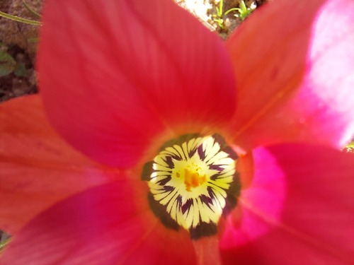 Romulea pudica