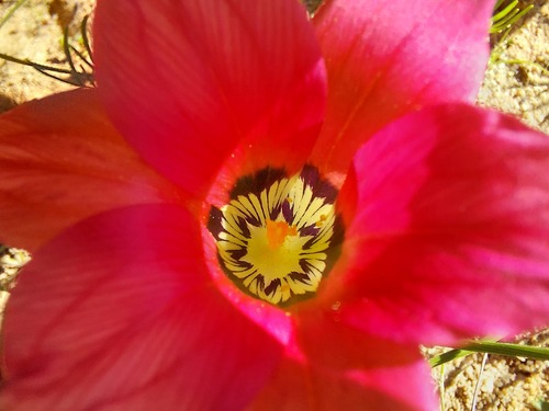 Romulea pudica