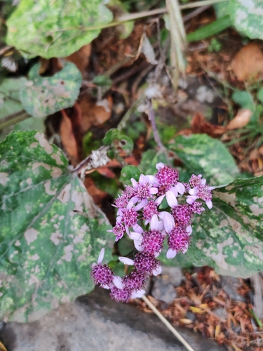 Image of Pericallis aurita by (c) Ljaž, some rights reserved (CC BY)