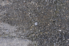 Celastrina lavendularis himilcon