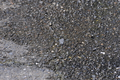 Celastrina lavendularis himilcon