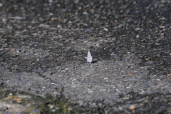 Celastrina lavendularis himilcon