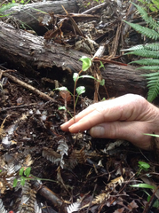 Pterostylis brumalis