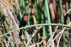 Chrysomus ruficapillus frontalis