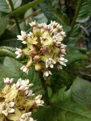 Asclepias notha