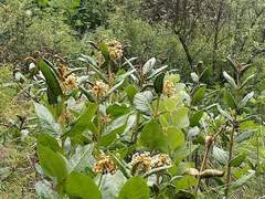 Asclepias notha
