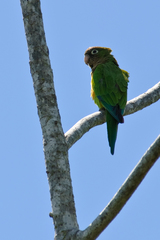 Eupsittula cactorum