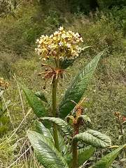 Asclepias notha