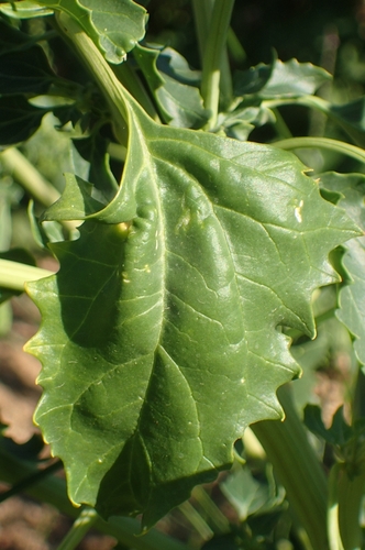 Image of Oxybasis urbica by (c) Jorge Íñiguez, some rights reserved (CC BY)