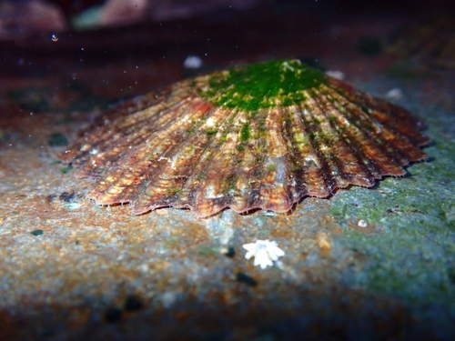 Patella ordinaria