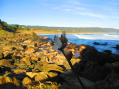 Libertia chilensis
