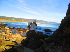 Libertia chilensis