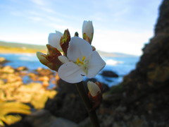 Libertia chilensis