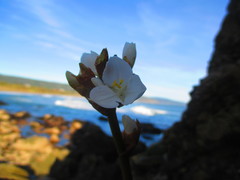 Libertia chilensis