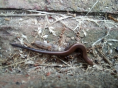 Plestiodon tetragrammus