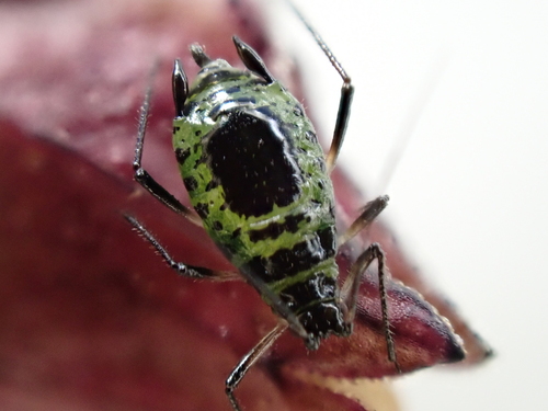 Aphid