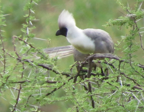 Crinifer personatus