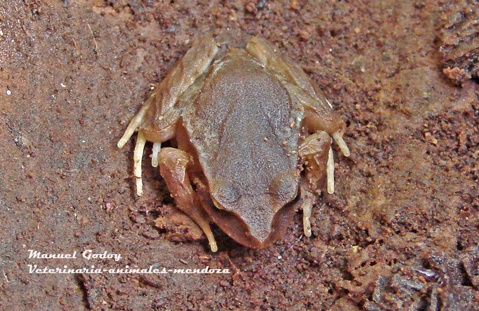 Eupsophus altor Nuñez, Rabanal & Formas, 2012
