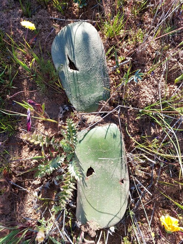 Haemanthus amarylloides