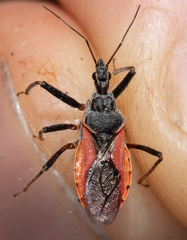 Rhynocoris ventralis