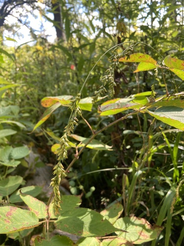 Image of Diarrhena obovata by (c) Erin Snyder, some rights reserved (CC BY)