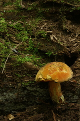 Neoboletus xanthopus
