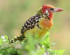 Trachyphonus erythrocephalus