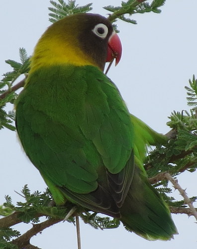 Agapornis personatus