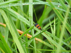 Calopteron reticulatum