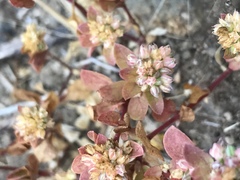 Fourleaf Allseed (Polycarpon tetraphyllum)