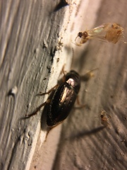 Selenophorus palliatus